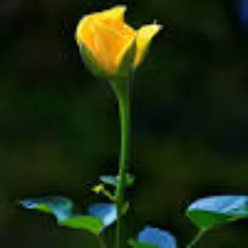 Fresh Yellow Rose